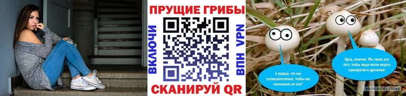 Псилоцибиновые грибы Psilocybine cubensis  Купить  Волосово 